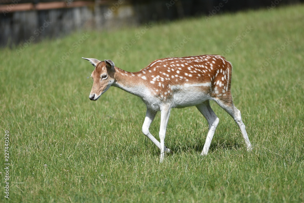 Biche au parc Biche au parc
