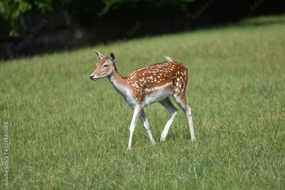 Biche au parc Biche au parc
