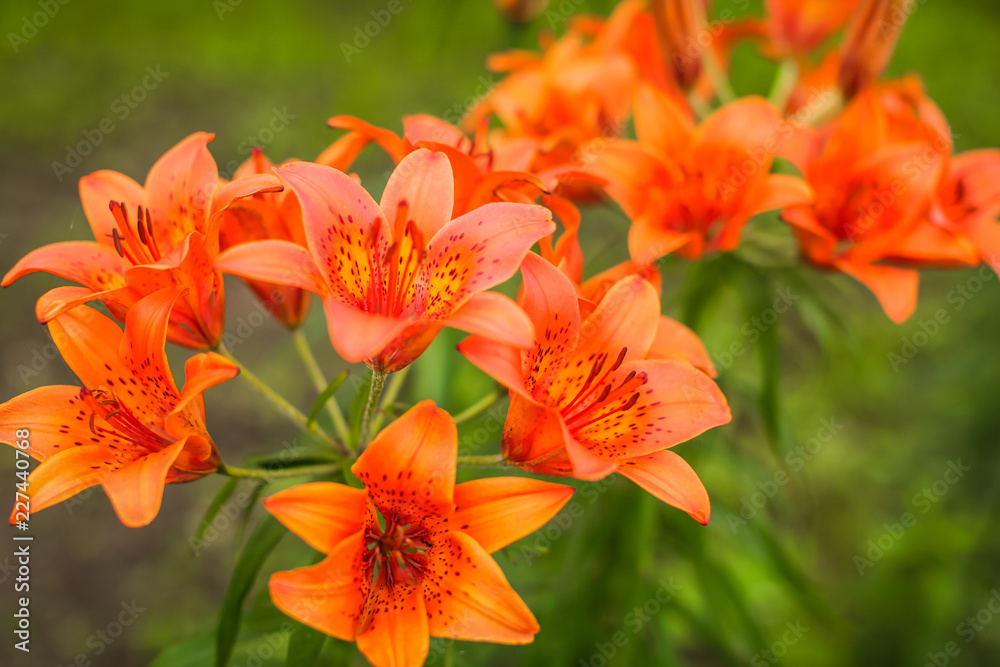 Close up Blooming Bright orange lily flowers in the sunny garden. Close up Blooming Bright orange lily flowers in the sunny garden.