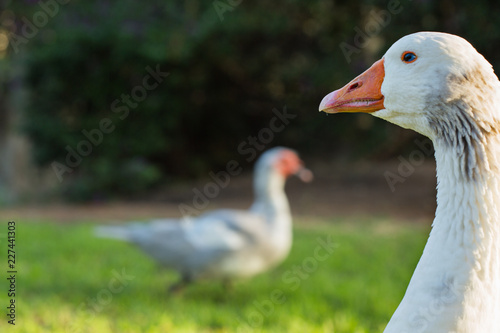 Goose on a grass background