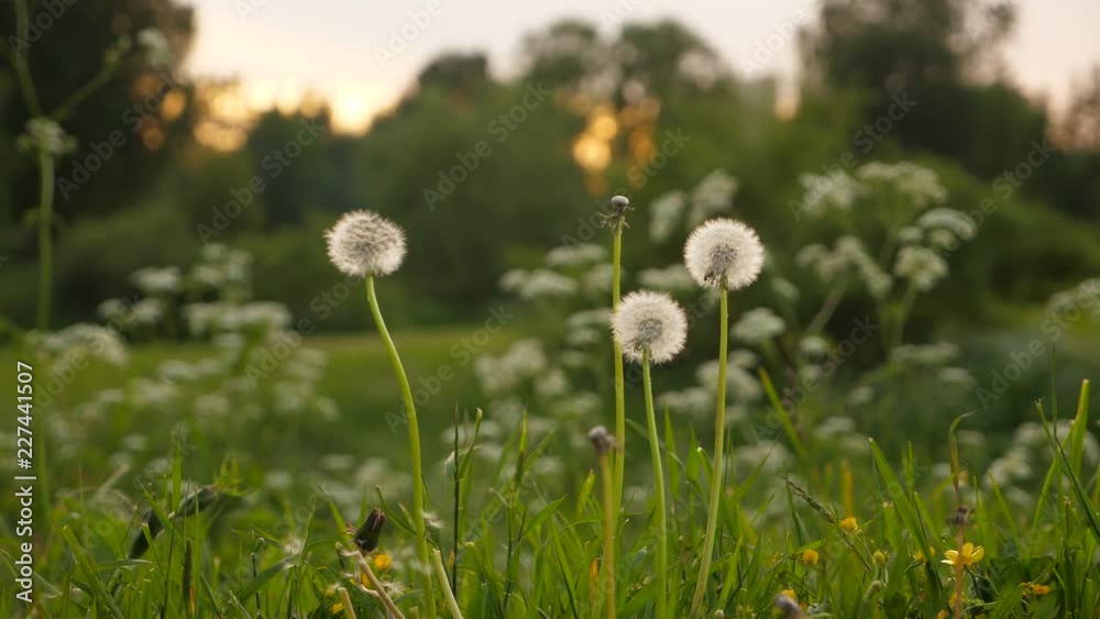 Man hand pluck finish blossoming dandelion flower