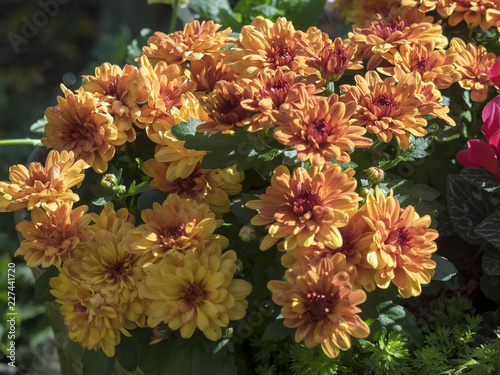 Les chrysanth  mes des fleuristes ou chrysanth  mes d automne  Chrysanthemum grandiflorum 