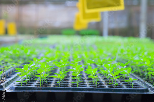 growing green plant seedlings in industrial bedding agricultural plant nursery greenhouse, plantation, farm, garden background. Commercial, wholesale, retail gardener and environment conserve concept