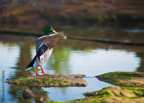 Fényképezés Male mallard  duck background.