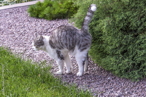Beautiful white-gray tabby cat marking its territory in the garden and spraying pee on thuja.Damage and diseases of conifer trees caused by the urine of animals