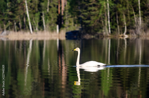 Whooper swan