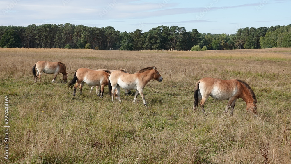 Naklejka premium Wildpferde