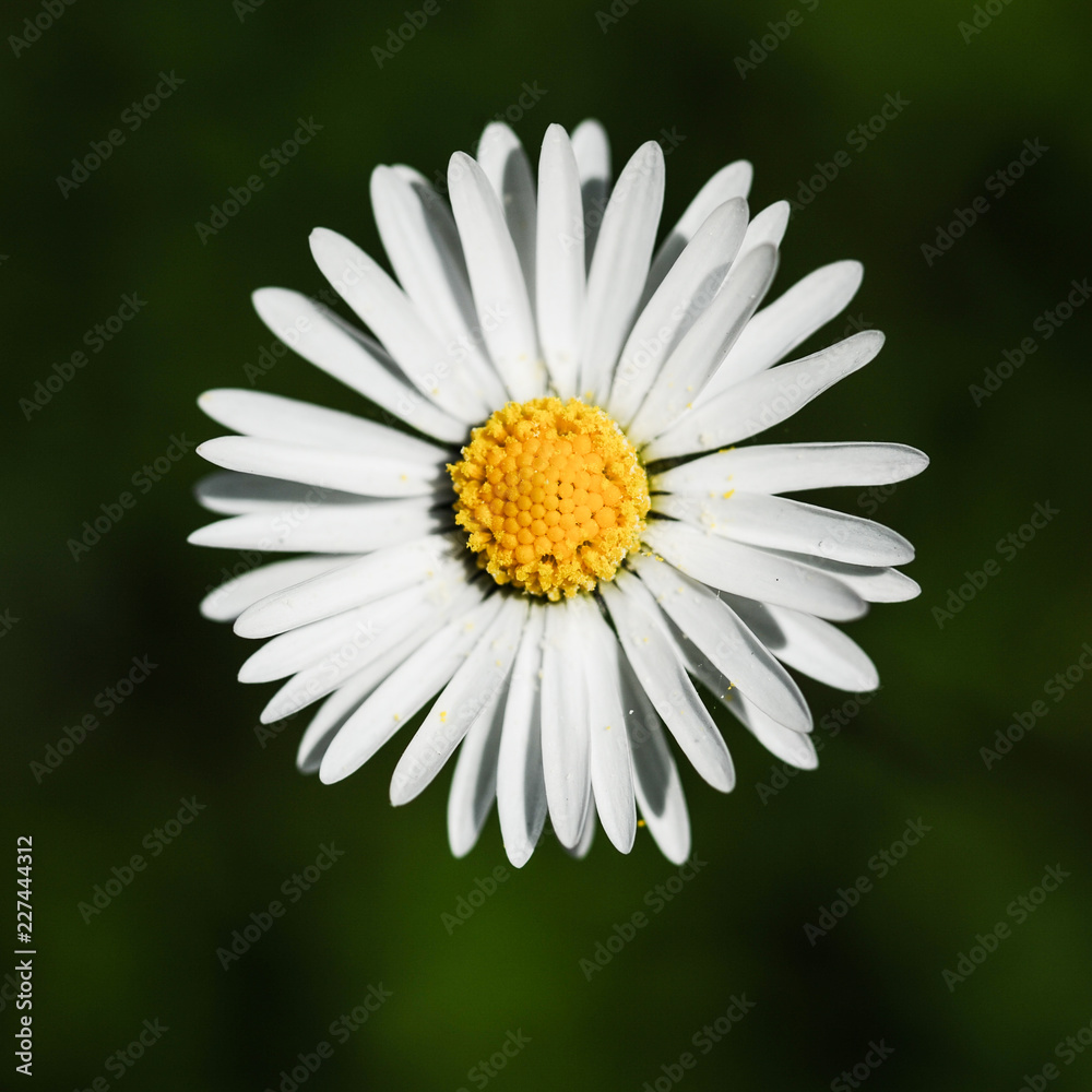 Fototapeta premium Flower Macro
