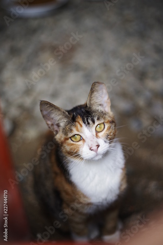 cute lovely street cat