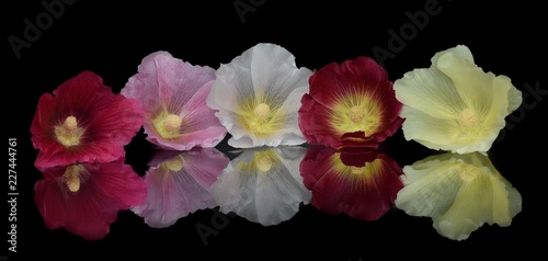 five mallow flowers