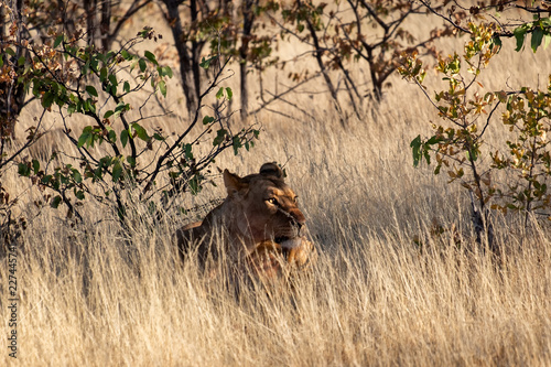 Lioness © Andrea