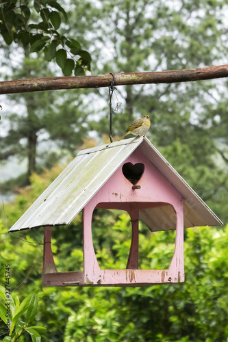 wooden house in the forest bird