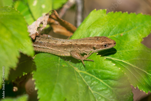 Lizard in foliage © Andrian