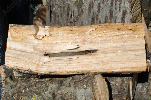 Woodworm effect in a wooden log. This parasite literally holes wood. photo