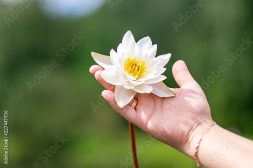 Nymphaea tetragona in female hands