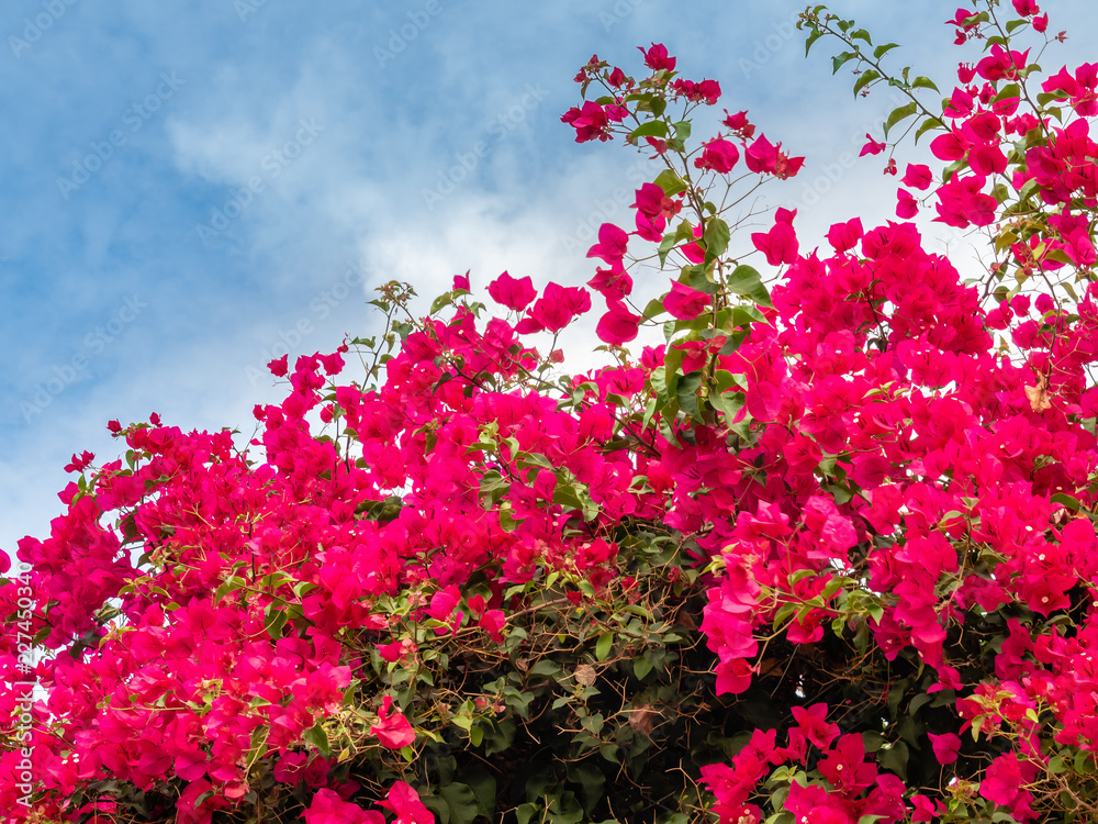 Flowering bougainvillea in Rethymno, Crete, Greece