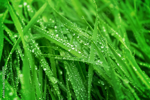 Water drops on fresh green grass background. Green grass background. 