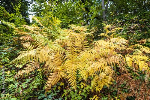 An autumn fern bracken 'explosion' of yellow at Fore Wood, Crowhurst, East Sussex, England photo