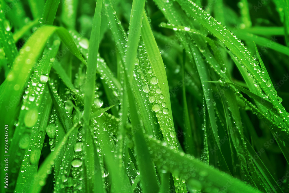 Water drops on fresh green grass background. Green grass background. Water drops on fresh green grass background. Green grass background.