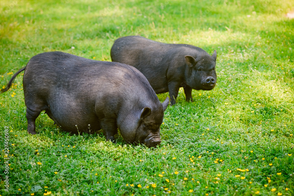 Vietnamese Pot-bellied pig graze on the lawn with fresh green grass. Vietnamese Pot-bellied pig graze on the lawn with fresh green grass.