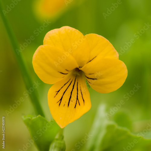 Viola biflora photo