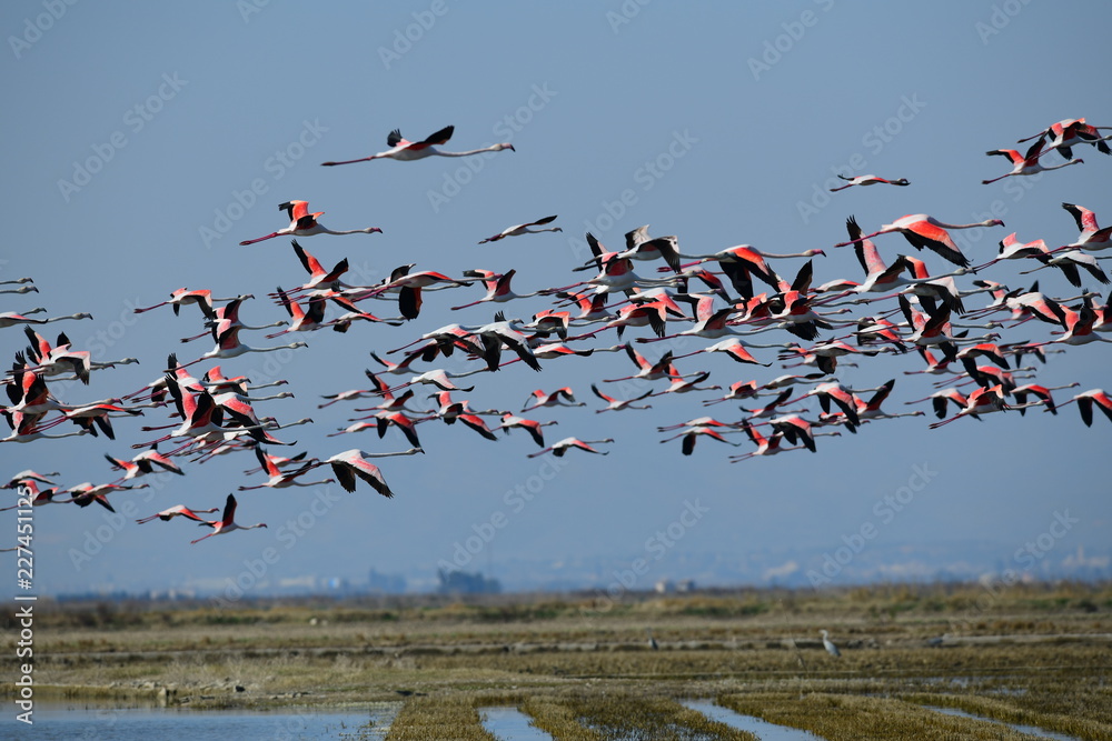 Fototapeta premium Flamencos