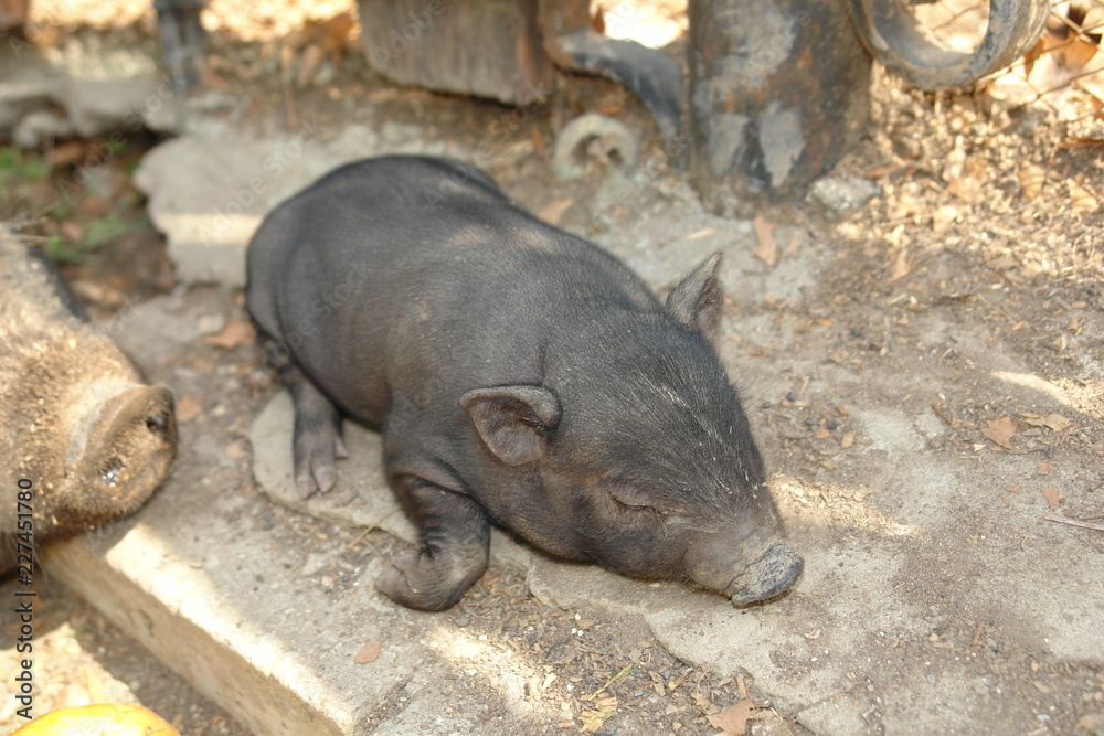 Mini pig lying asleep on the ground on a hot day Mini pig lying asleep on the ground on a hot day