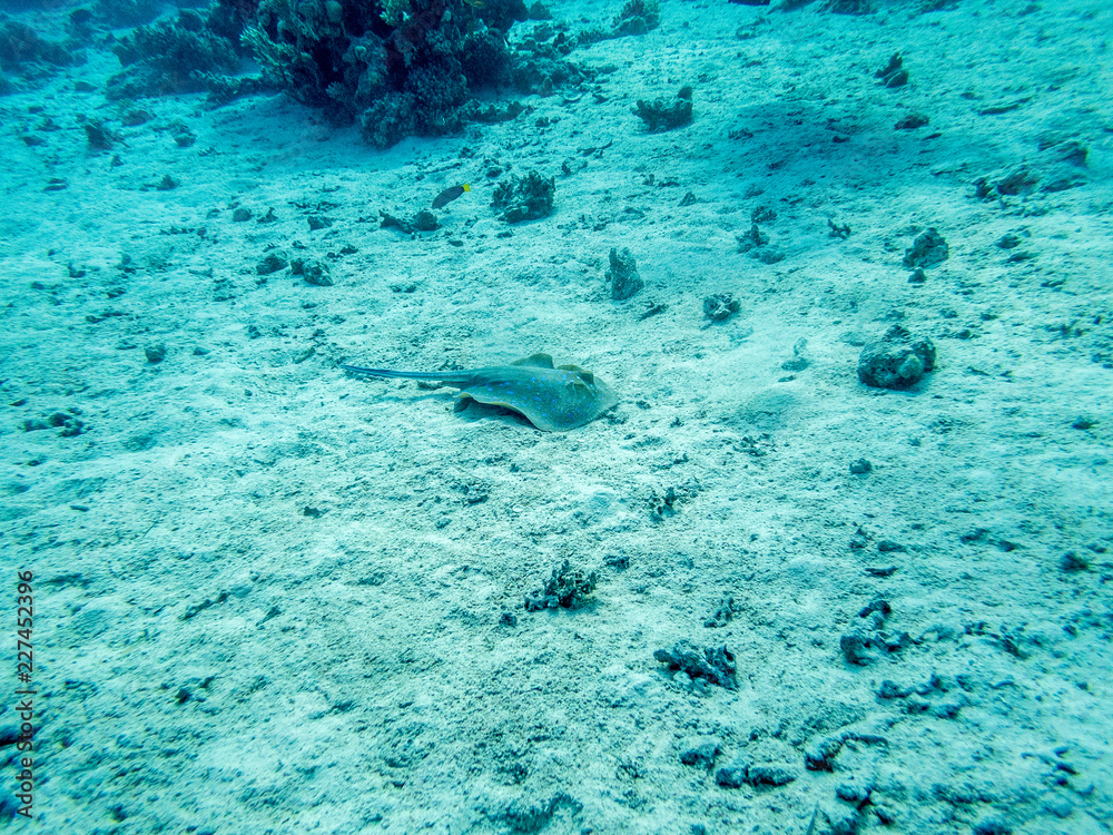 Fototapeta premium tropical fish in coral reef