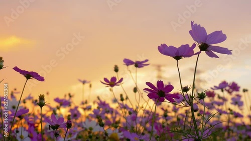 Pink cosmos swaying in wind in sunset
