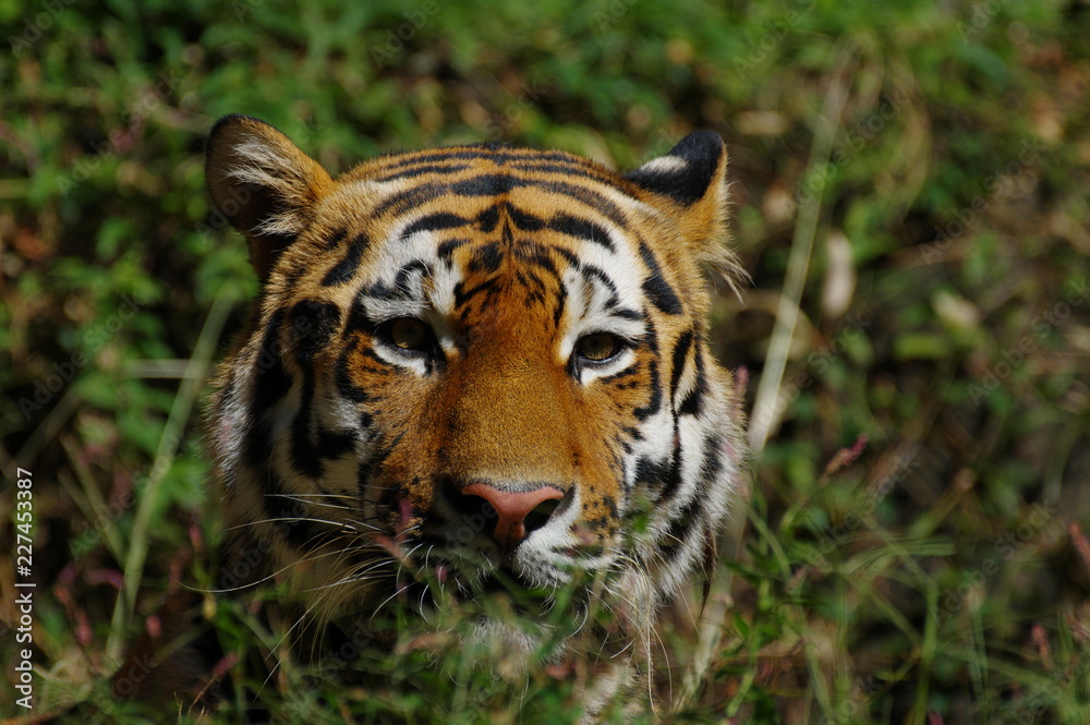 Fototapeta premium ベンガルトラ