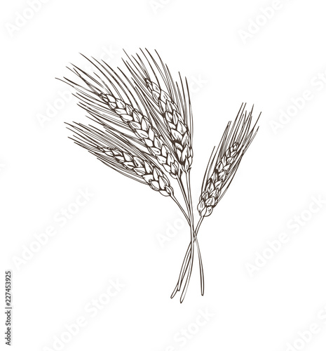 Wheat Beer Basic Ingridient Vector Illustration