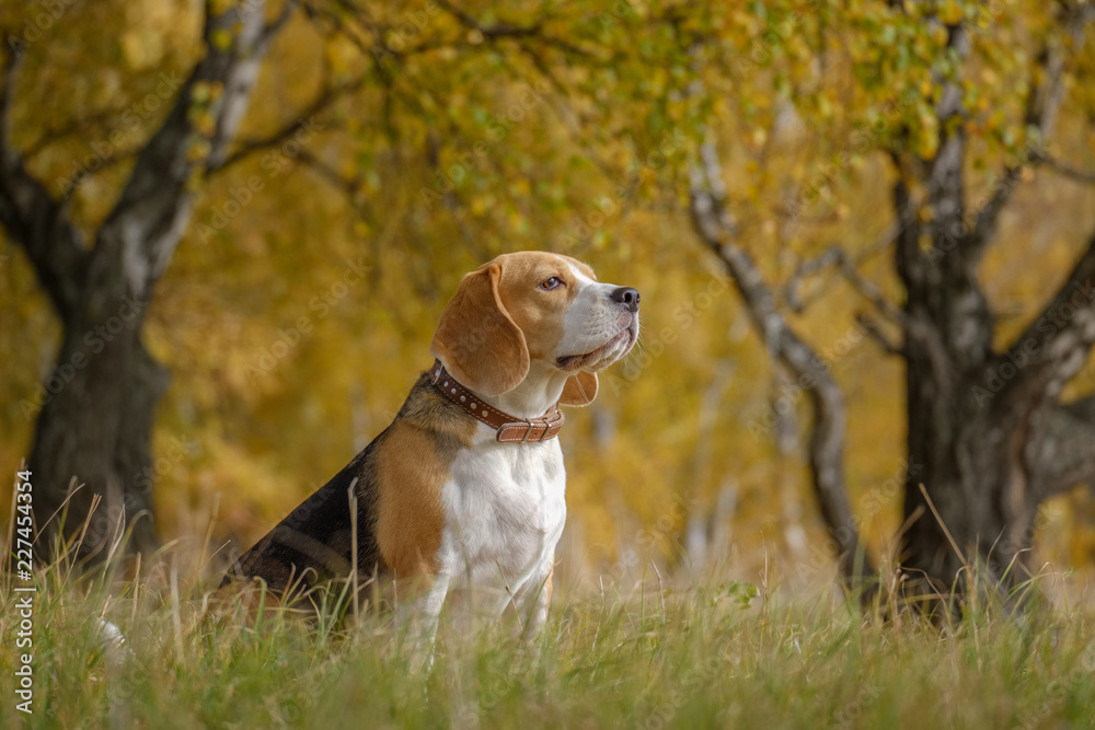portrait of a Beagle dog in a yellow autumn Park