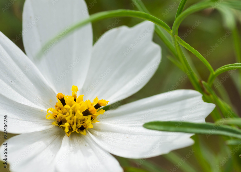 Obraz premium Close up shot of a white cosmos flower. Taken in Mizumaki Town, Onga district, Fukuoka, Japan