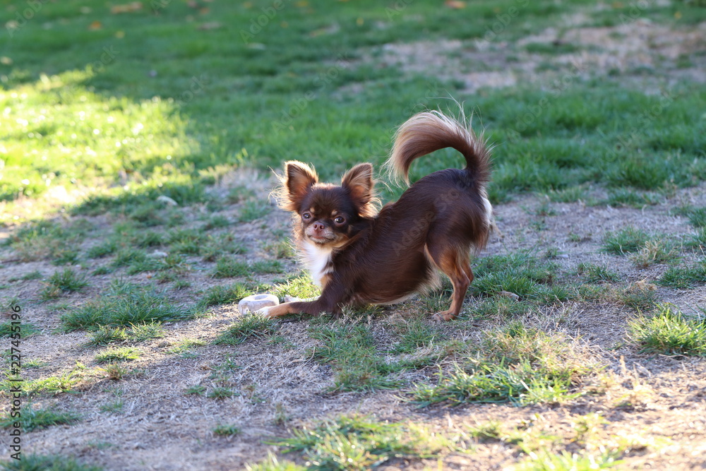 Chihuahua (dog) / Little dog running through the grass Chihuahua (dog) / Little dog running through the grass