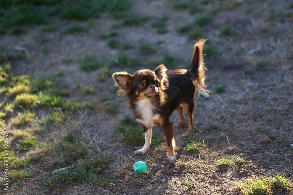 Chihuahua (dog) / Little dog running through the grass