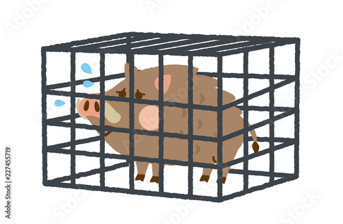 イノシシ　捕獲