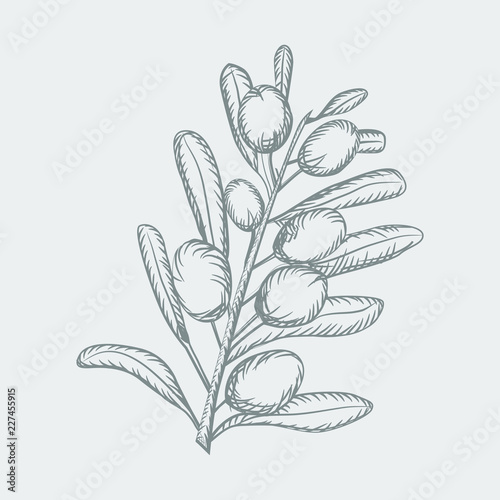 Olive sketch branch over white background with leaves and olives. Hand drawn vector illustration.