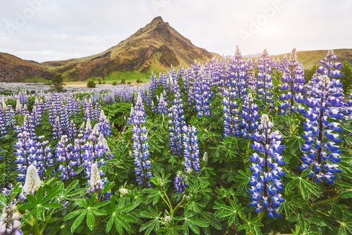 The picturesque landscapes of forests and mountains of Iceland. Wild blue lupine blooming in in summer photo