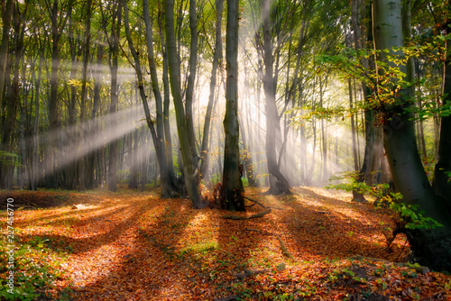 Sunrays in a beech forest, Siebengebirge, Germany 