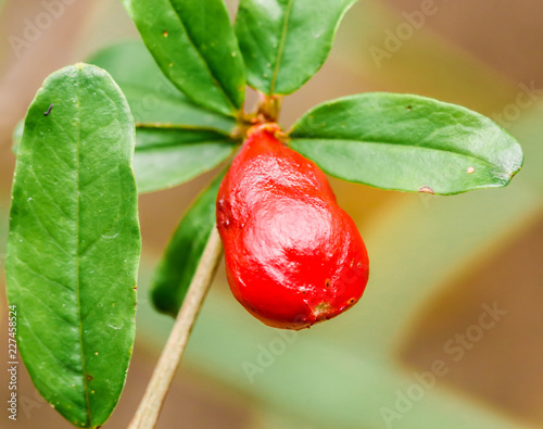 Closeup of red pomegranate flowers with green leaves in the garden