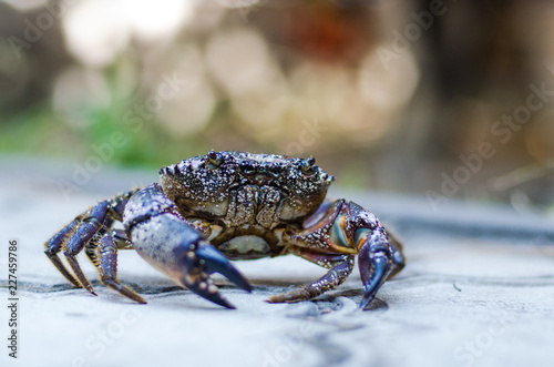 crab on land