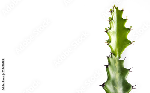 Freshness bud of dragon bone cactus on white background