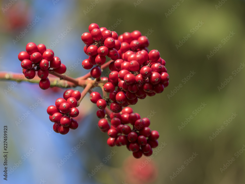 Baies rouge vif ou drupes de Houx (Ilex aquifolium) Baies rouge vif ou drupes de Houx (Ilex aquifolium)
