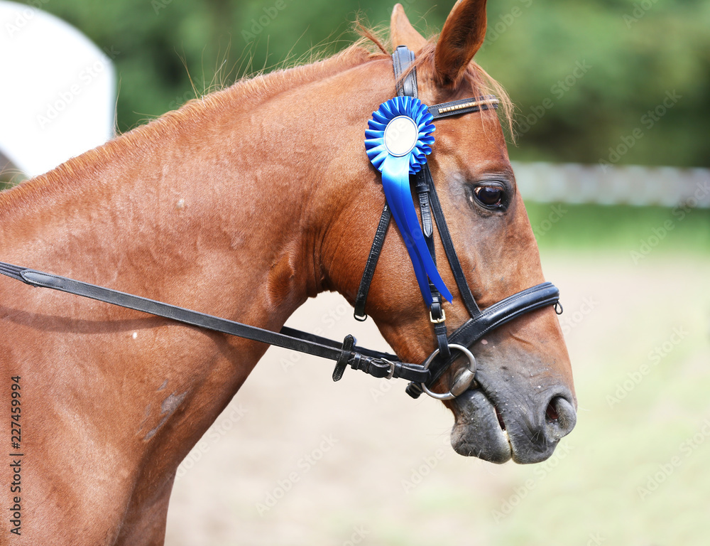 Obraz premium Unknown horse rider riding on equestrian event with the ribbons rosette of winners