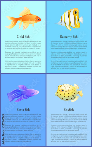 Gold Betta and Bbutterfly Boxfish Fish Color Banner