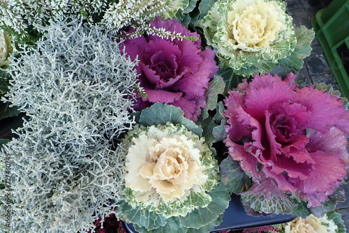 colorful autumn flowers with heather