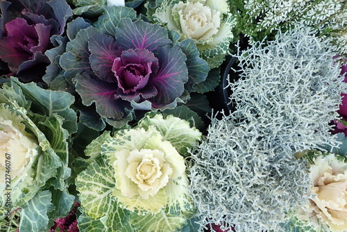 colorful autumn flowers with heather