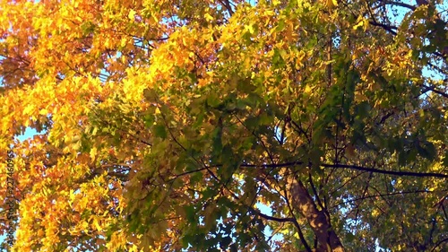 Colorful autumn trees shedding their old leaves. Autumn forest on sunny day.