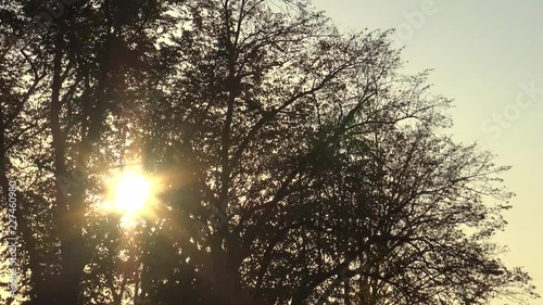 Panning shot of treetops in autumn and the sun shining through the foliage