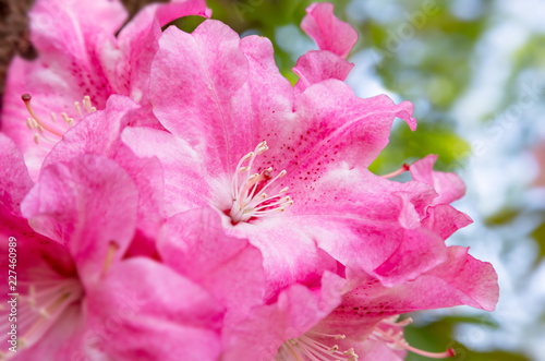 満開のピンク色の花